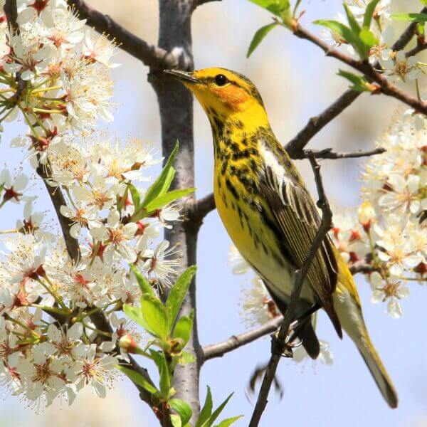 Cape May warbler male